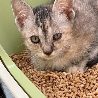 多頭飼育寸前からの保護猫2(1.3.4.5)