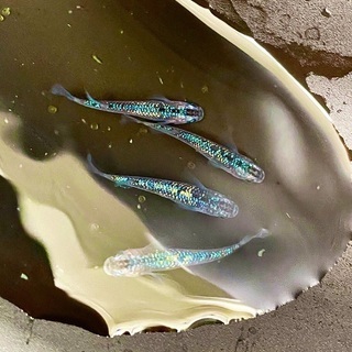 めだか　サファイアの若魚の画像