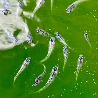 めだか　サファイアの若魚の画像