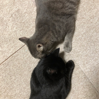 仲良しの2人です(T ^ T) − 北海道