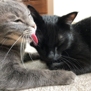 仲良しの2人です(T ^ T) - 猫