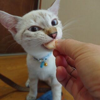 白シャム系「みーしゃ」里親様募集