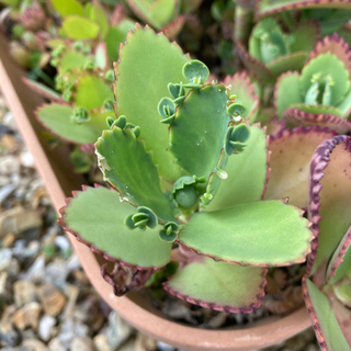 子宝草👶