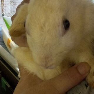 可愛い子ウサギ譲ります