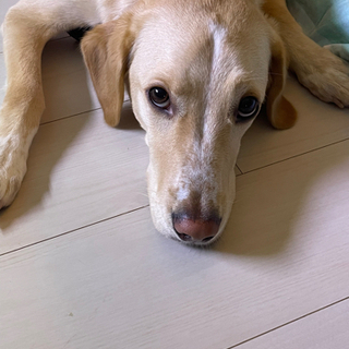 mix犬　♀再投稿
