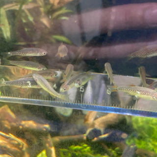 熱帯魚入荷しました！の画像