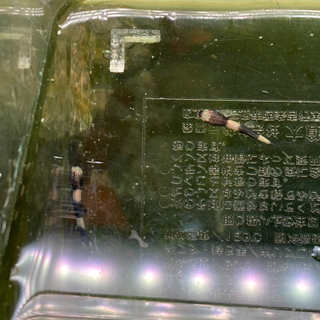 熱帯魚入荷しました！の画像