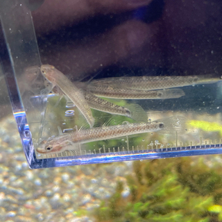 熱帯魚入荷しました！の画像