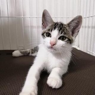 美形3ヶ月のオス猫です