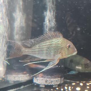 【決まりました】熱帯魚　レッドゲオファーガス　スベニ　美個体の画像