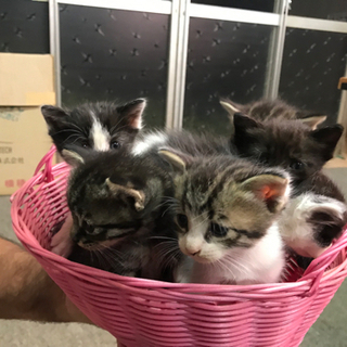 家族になってくれる方探してます。
