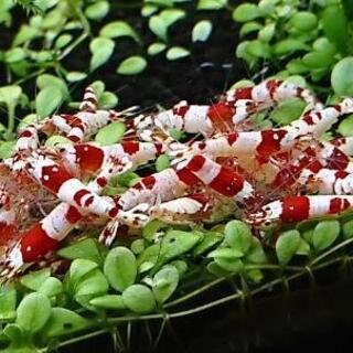 レッドビーシュリンプ 一匹200円 ④の画像