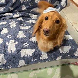 里親さん決まりました😊ミニチュアダックス🐶女の子　プーチンちゃん💕