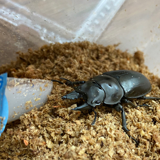 モーレンカンプオウゴンオニクワガタ　ペア①