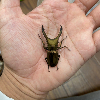 メタリフェルホソアカクワガタ　ペア① 取引中