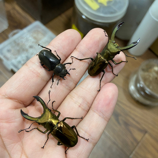 メタリフェルホソアカクワガタ　♂♂♀ ② 取引中