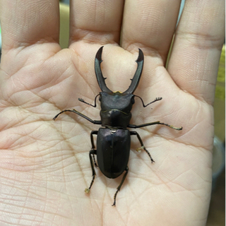 メタリフェルホソアカクワガタ　パープル　ペア