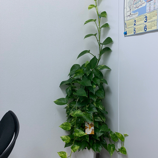 観葉植物(ポトス)をお譲りしますの画像