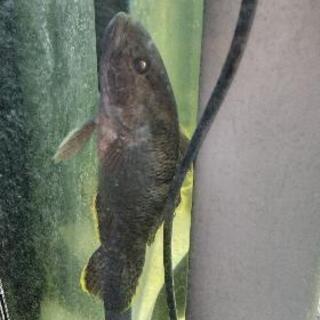 ホシマダラハゼ20cm位　熱帯魚　アクアリウム(購入者決定しました！)