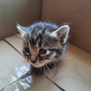 里親募集中の子猫達４匹います
