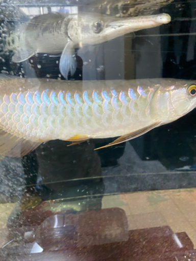 熱帯魚　大型魚