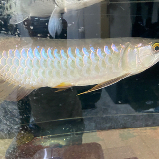 熱帯魚　大型魚