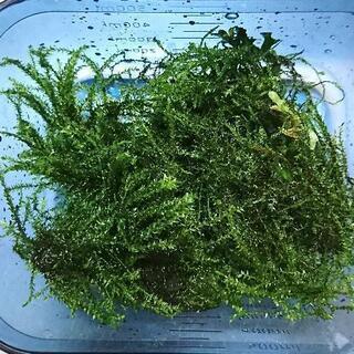 熱帯魚用 無農薬水草 ストリンギーモスsp.   約20g  お...