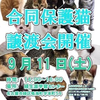 9／11ねこらいく×みどりねこ譲渡会