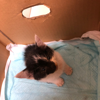 白黒の子猫♂