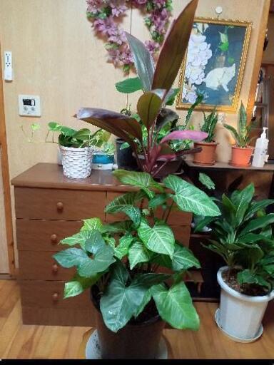 寄せ植え