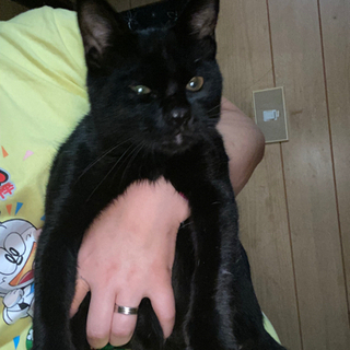 クロネコちゃん