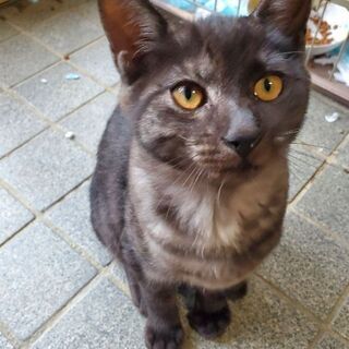 3ヶ月半の子猫【里親様決定しました！】