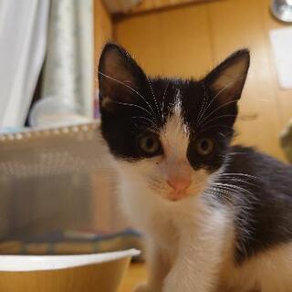 白黒子猫です。