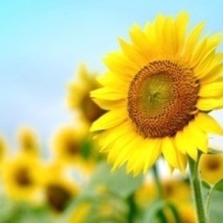 🌈🌻季節のお花を見に行きましょう🌻🌈
