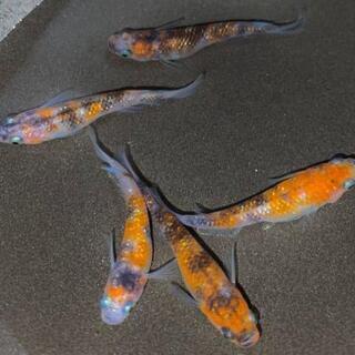 三色ラメ幹之 若魚2ペア