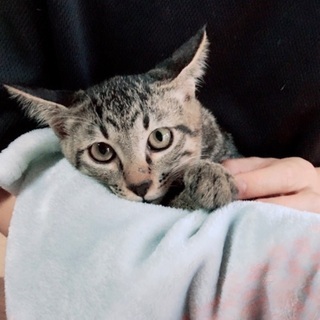 5ヶ月のオス猫