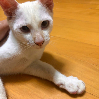 8ヶ月白い子猫　2匹の里親お願いします😻😻 − 沖縄県