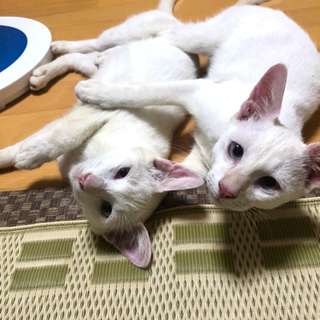 8ヶ月白い子猫　2匹の里親お願いします😻😻 - 猫