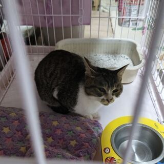 保護猫(ヨンちゃん）里親募集　