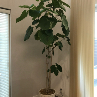 引取のみ　フィカスウンベラータ　190センチ
