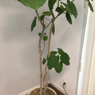 引取のみ　フィカスウンベラータ　190センチの画像
