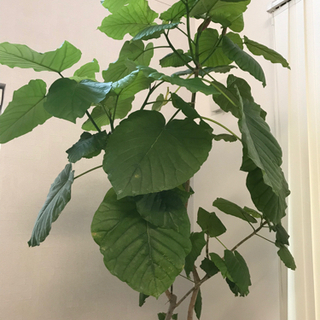 引取のみ　フィカスウンベラータ　190センチの画像