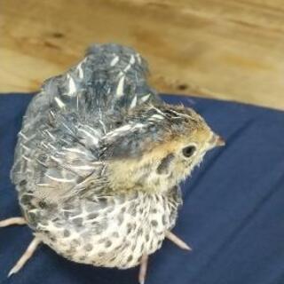 並うずらの里親募集 性別不明