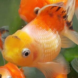 9/10まで金魚 高頭キャリコピンポン3匹1000円