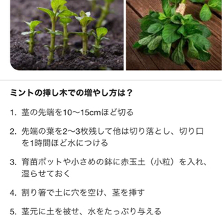 アップルミント根っこ付き♪の画像
