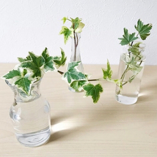 差し上げます♪ 地植えアイビー 根っこ付き　の画像