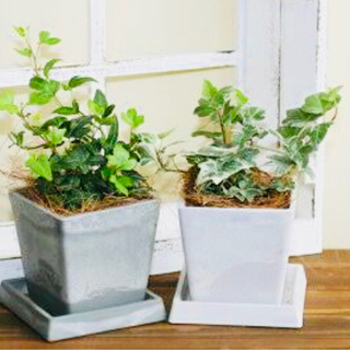 差し上げます♪ 地植えアイビー 根っこ付き　