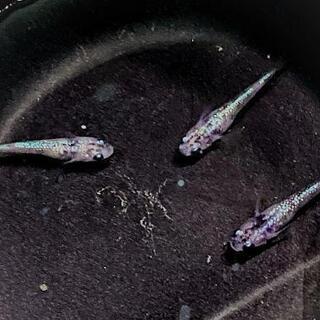 白ブチラメ幹之サファイア系 若魚6匹 静楽庵様血統