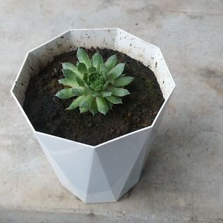 多肉植物~ただいま相談中です