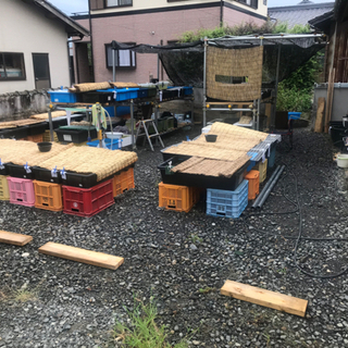 メダカ販売